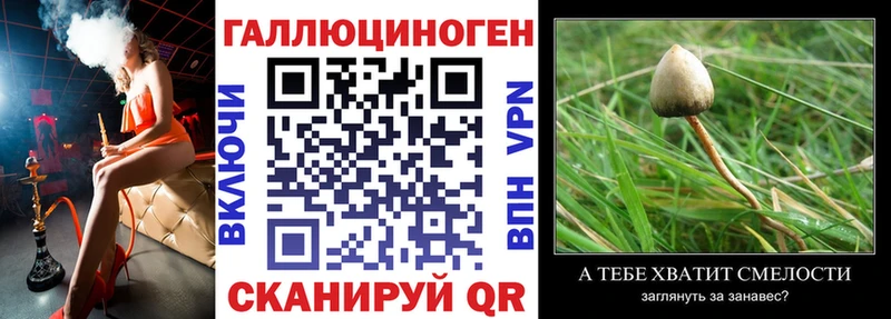 Купить закладки  Зеленогорск  Псилоцибиновые грибы GOLDEN TEACHER 